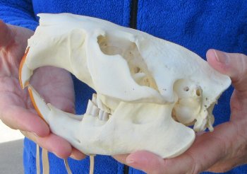  B-Grade 5-3/4" North American Beaver Skull 
