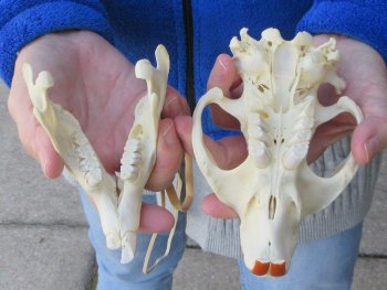  B-Grade 5-3/4" North American Beaver Skull 