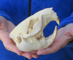 5" North American Beaver Skull 
