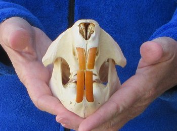 5" North American Beaver Skull 