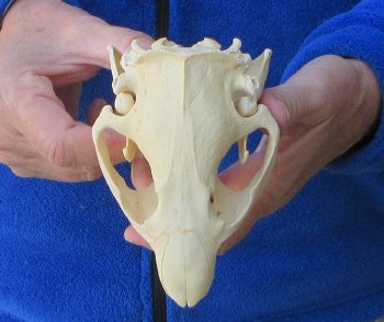 5" North American Beaver Skull 