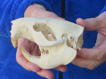 5" North American Beaver Skull 