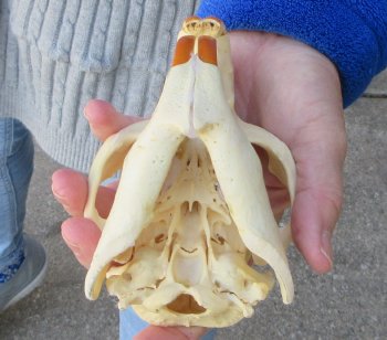 5" North American Beaver Skull 