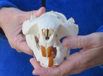  B-Grade 5-1/4" North American Beaver Skull 