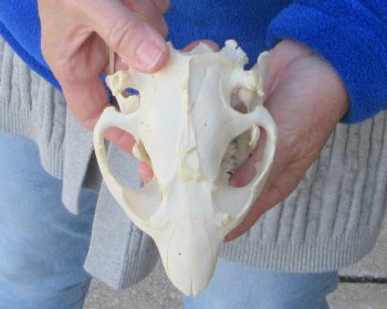  B-Grade 5-1/4" North American Beaver Skull 
