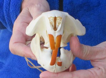  B-Grade 4-3/4" North American Beaver Skull 