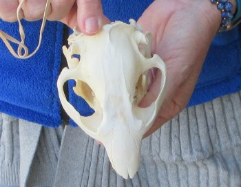  B-Grade 4-3/4" North American Beaver Skull 