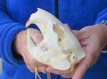  B-Grade 4-3/4" North American Beaver Skull 