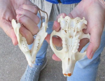  B-Grade 4-3/4" North American Beaver Skull 