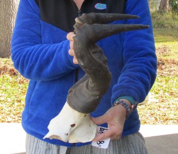 B-Grade 17" Horns on Male Red Hartebeest Skull Plate 
