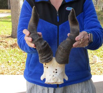 B-Grade 17" Horns on Male Red Hartebeest Skull Plate 