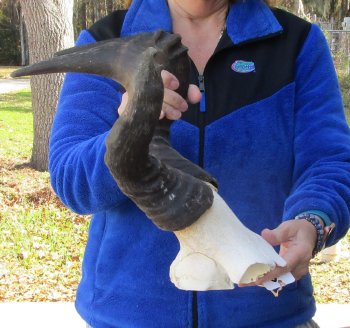 B-Grade 17" Horns on Male Red Hartebeest Skull Plate 