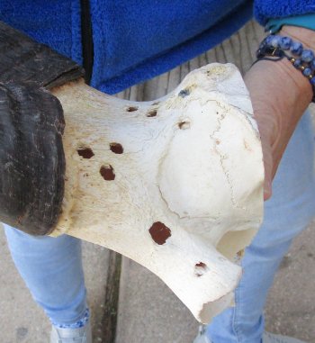 B-Grade 17" Horns on Male Red Hartebeest Skull Plate 