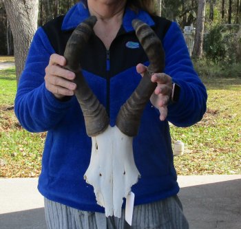 B-Grade 17" Horns on Female Red Hartebeest Skull Plate 