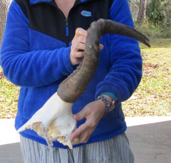B-Grade 17" Horns on Female Red Hartebeest Skull Plate 