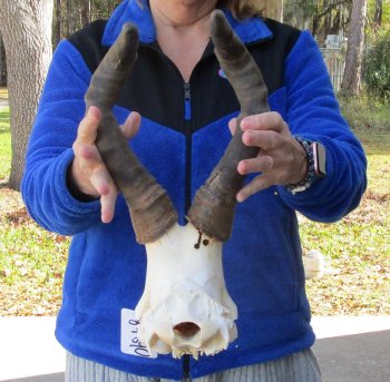B-Grade 17" Horns on Female Red Hartebeest Skull Plate 