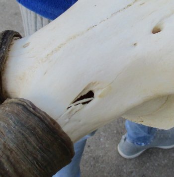B-Grade 17" Horns on Female Red Hartebeest Skull Plate 