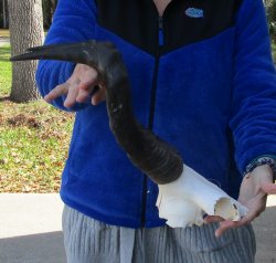 B-Grade 16" Horns on Female Red Hartebeest Skull Plate 