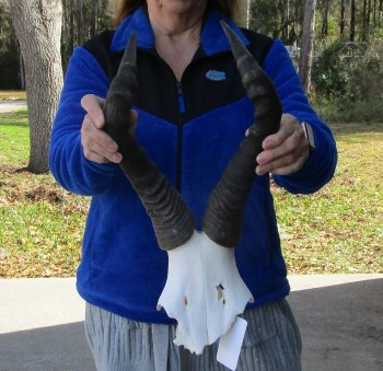 B-Grade 16" Horns on Female Red Hartebeest Skull Plate 