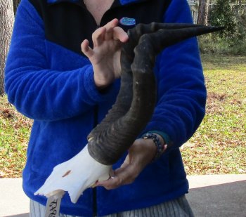 B-Grade 16" Horns on Female Red Hartebeest Skull Plate 