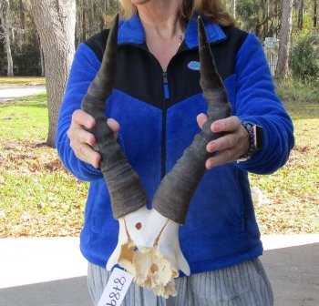 B-Grade 16" Horns on Female Red Hartebeest Skull Plate 