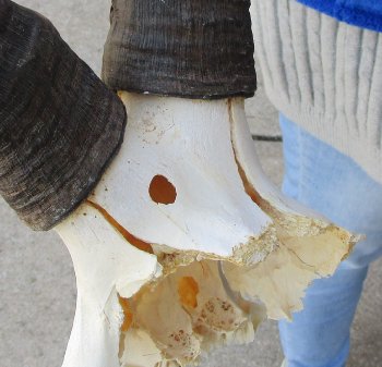 B-Grade 16" Horns on Female Red Hartebeest Skull Plate 