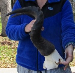 B-Grade 21" Horns on Male Red Hartebeest Skull Plate 