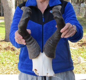 B-Grade 21" Horns on Male Red Hartebeest Skull Plate 