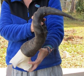 B-Grade 21" Horns on Male Red Hartebeest Skull Plate 