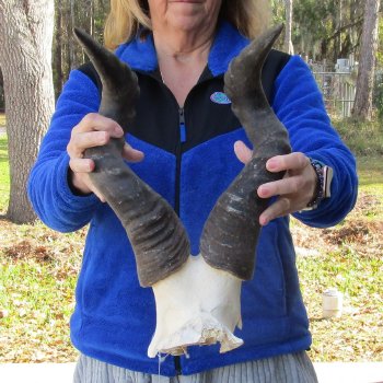 B-Grade 21" Horns on Male Red Hartebeest Skull Plate 