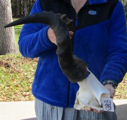 B-Grade 20" Horns on Male Red Hartebeest Skull Plate 