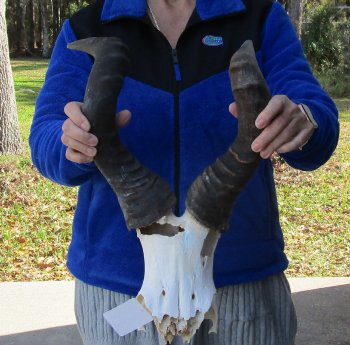 B-Grade 20" Horns on Male Red Hartebeest Skull Plate 