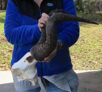 B-Grade 20" Horns on Male Red Hartebeest Skull Plate 