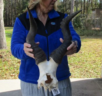 B-Grade 20" Horns on Male Red Hartebeest Skull Plate 