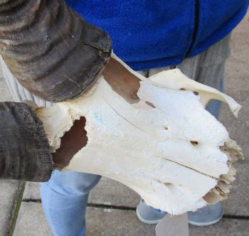 B-Grade 20" Horns on Male Red Hartebeest Skull Plate 