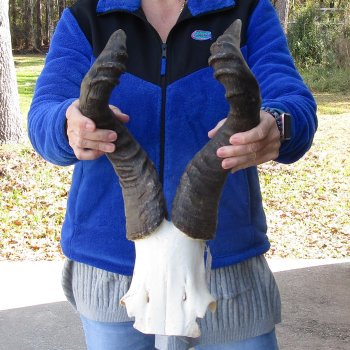 B-Grade 16" and 19" Horns on Male Red Hartebeest Skull Plate 