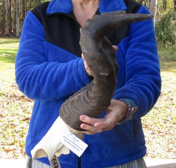 B-Grade 16" and 19" Horns on Male Red Hartebeest Skull Plate 