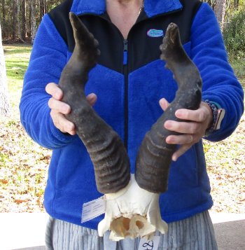 B-Grade 16" and 19" Horns on Male Red Hartebeest Skull Plate 