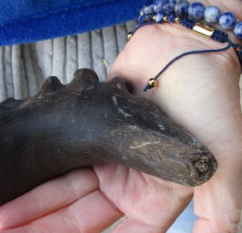 B-Grade 16" and 19" Horns on Male Red Hartebeest Skull Plate 