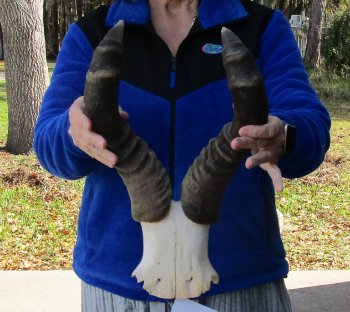B-Grade 18" Horns on Male Red Hartebeest Skull Plate 