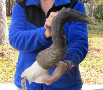 B-Grade 18" Horns on Male Red Hartebeest Skull Plate 