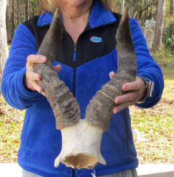 B-Grade 18" Horns on Male Red Hartebeest Skull Plate 