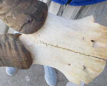 B-Grade 18" Horns on Male Red Hartebeest Skull Plate 