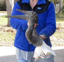 B-Grade 18" and 19" Horns on Male Red Hartebeest Skull Plate 