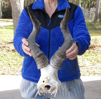 B-Grade 18" and 19" Horns on Male Red Hartebeest Skull Plate 