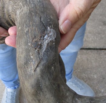 B-Grade 18" and 19" Horns on Male Red Hartebeest Skull Plate 