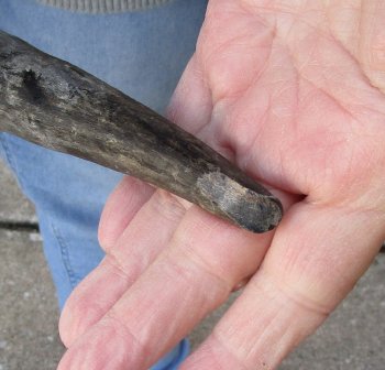 B-Grade 18" and 19" Horns on Male Red Hartebeest Skull Plate 