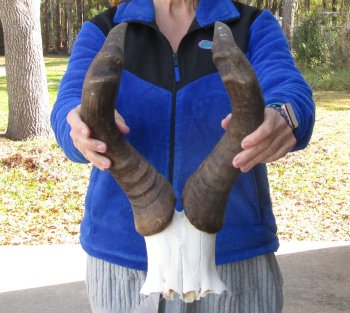 21 Inch Horns on Male Red Hartebeest Skull Plate 