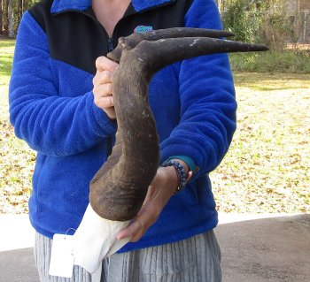 21 Inch Horns on Male Red Hartebeest Skull Plate 