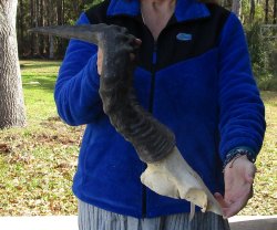 19 Inch Horns on Male Red Hartebeest Skull Plate 